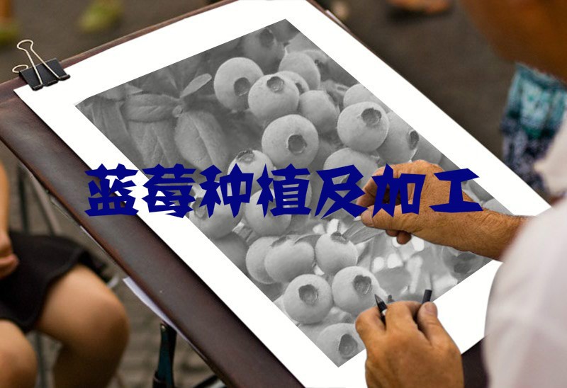 制約我國藍莓行業因素與市場化程度分析（附報告目錄）(圖1)